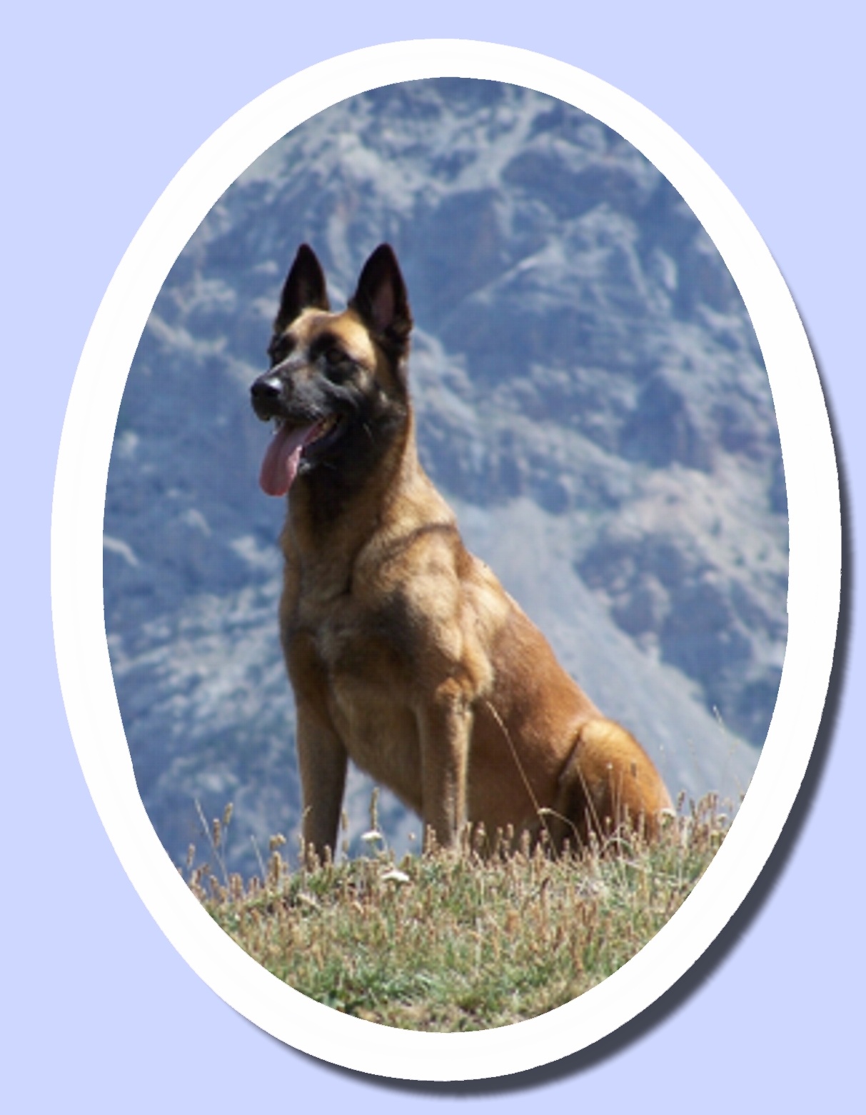 Tiergrabfoto